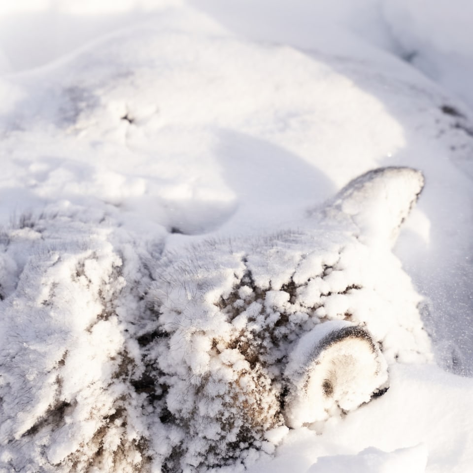 Huskyspuren im Reisa-Tal